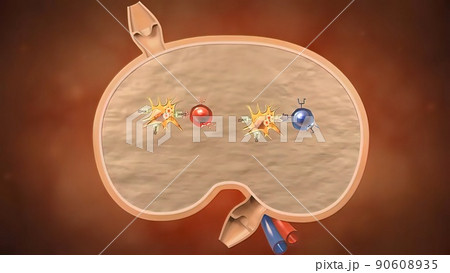 Cell Mediated Induction of Immune Response 90608935