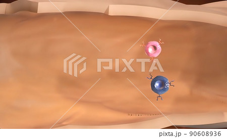 Cell Mediated Induction of Immune Response Cell Mediated Induction of Immune Response 90608936