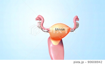 Female reproductive organ, sperm entering the canal Female reproductive organ, sperm entering the canal 90608942