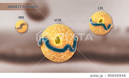 High-density lipoprotein metabolism and reverse cholesterol transport 90608948