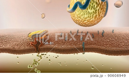 High-density lipoprotein metabolism and reverse cholesterol transport 90608949