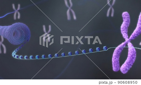 Chromosome and DNA within the cell nucleus 90608950
