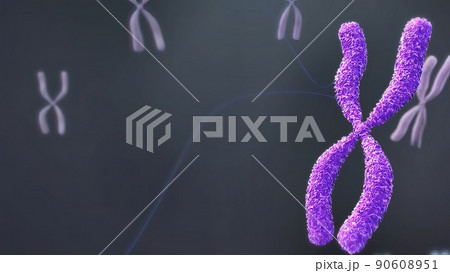 Chromosome and DNA within the cell nucleus 90608951