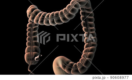 The Human Digestive System. 3D illustration of the colonoscopy Procedure The Human Digestive System. 3D illustration of the colonoscopy Procedure 90608977