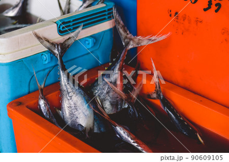 Fresh Fishes on the Fish Central Market in Male City 90609105