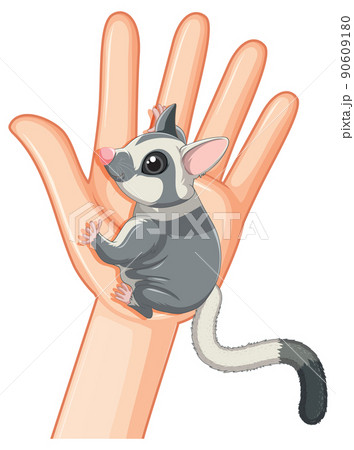Sugar glider on human hand Sugar glider on human hand 90609180