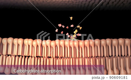 In the small intestine, pancreatic amylase begins to break down polysaccharides into disaccharides. 90609181