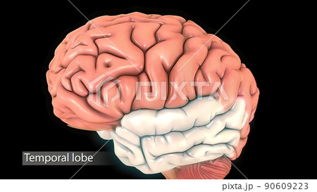 Male medical brain scan in cycle (temporal lobe, parietal lobe) Male medical brain scan in cycle (temporal lobe, parietal lobe) 90609223