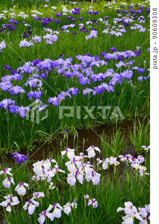 梅雨を彩る菖蒲の花 梅雨を彩る菖蒲の花 90609308