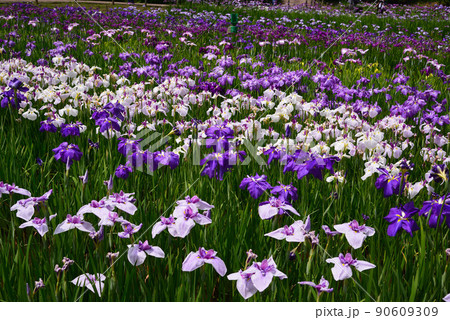 梅雨を彩る菖蒲の花 90609309