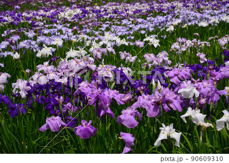 梅雨を彩る菖蒲の花 梅雨を彩る菖蒲の花 90609310