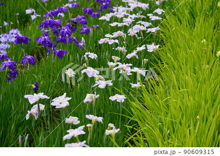 梅雨を彩る菖蒲の花 梅雨を彩る菖蒲の花 90609315