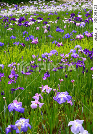 梅雨を彩る菖蒲の花 梅雨を彩る菖蒲の花 90609323
