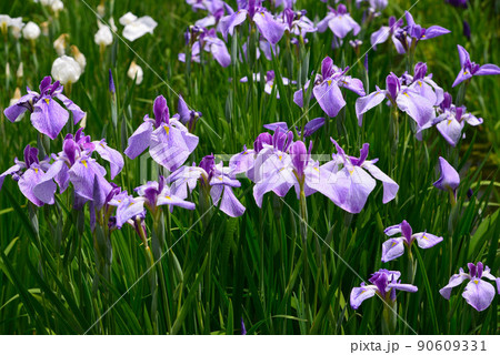 梅雨を彩る菖蒲の花 梅雨を彩る菖蒲の花 90609331