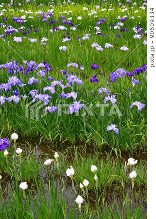 梅雨を彩る菖蒲の花 梅雨を彩る菖蒲の花 90609334