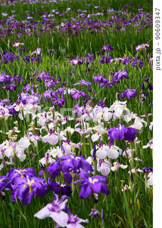 梅雨を彩る菖蒲の花 梅雨を彩る菖蒲の花 90609347