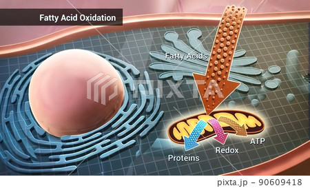 Cell structure and components, mitochondria, nucleus and cytoplasm 90609418