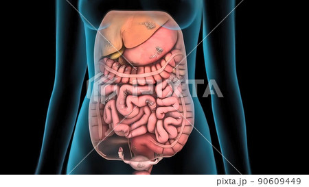 Damaged failed small intestine in human body. 90609449