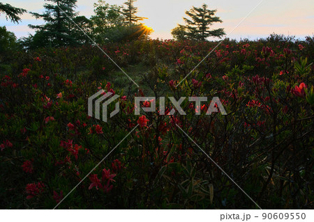 甘利山のレンゲツツジ 90609550