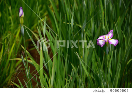 梅雨に咲く菖蒲の花 90609605