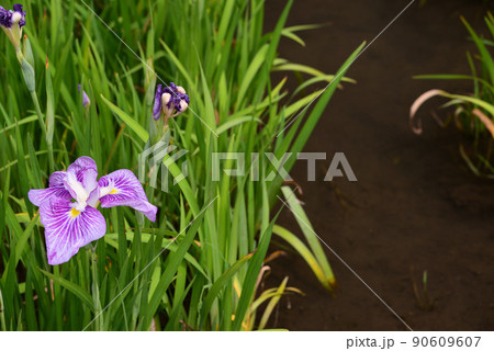 梅雨に咲く菖蒲の花 梅雨に咲く菖蒲の花 90609607