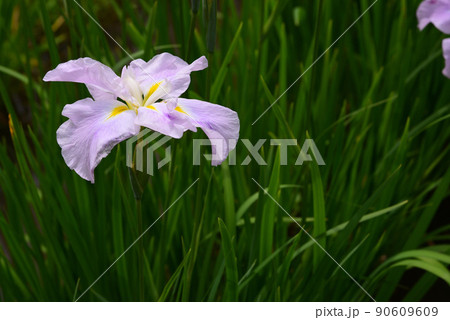 梅雨に咲く菖蒲の花 梅雨に咲く菖蒲の花 90609609