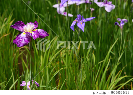 梅雨に咲く菖蒲の花 梅雨に咲く菖蒲の花 90609615