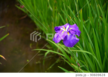 梅雨に咲く菖蒲の花 梅雨に咲く菖蒲の花 90609628