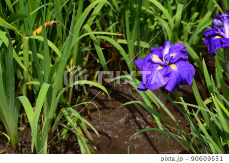 梅雨に咲く菖蒲の花 90609631