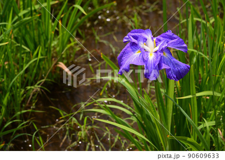 梅雨に咲く菖蒲の花 梅雨に咲く菖蒲の花 90609633