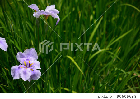 梅雨に咲く菖蒲の花 90609638