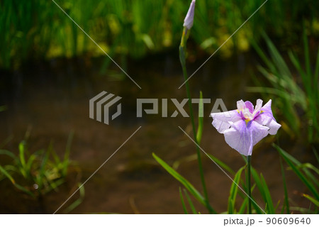梅雨に咲く菖蒲の花 梅雨に咲く菖蒲の花 90609640