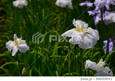 梅雨に咲く菖蒲の花 90609641