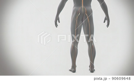 Signals from the spinal cord and transmitted to the brain Signals from the spinal cord and transmitted to the brain 90609648