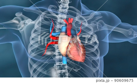 Human heart, Human heart model, Full clipping path included, Heart Anatomy, Human heart, Human heart model, Full clipping path included, Heart Anatomy, 90609675
