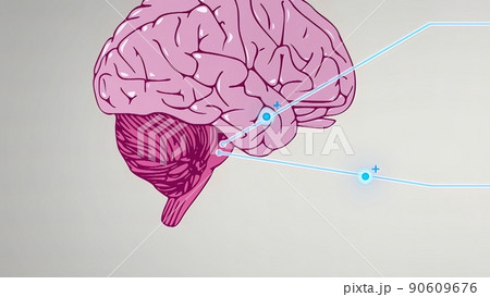 the medulla oblongata, part of the brainstem responsible for autonomic homeostasis the medulla oblongata, part of the brainstem responsible for autonomic homeostasis 90609676