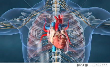 Human heart, Human heart model, Full clipping path included, Heart Anatomy, 90609677