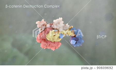 Catenin plays a role in cancer development 90609692