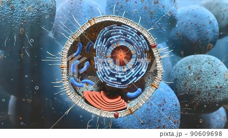 Cell structure and components, mitochondria, nucleus and cytoplasm 90609698