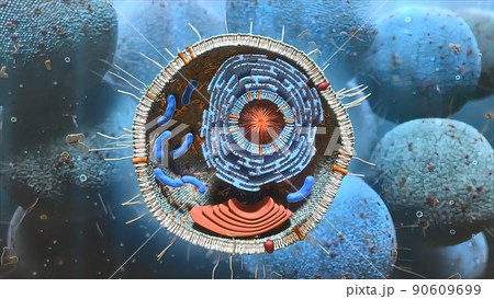 Cell structure and components, mitochondria, nucleus and cytoplasm 90609699