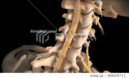 Brain and spinal system, vertebral canal 90609711