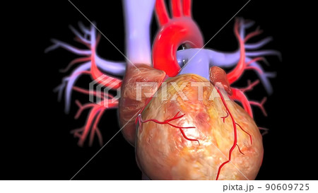 3d illustration of human body heart anatomy 3d illustration of human body heart anatomy 90609725