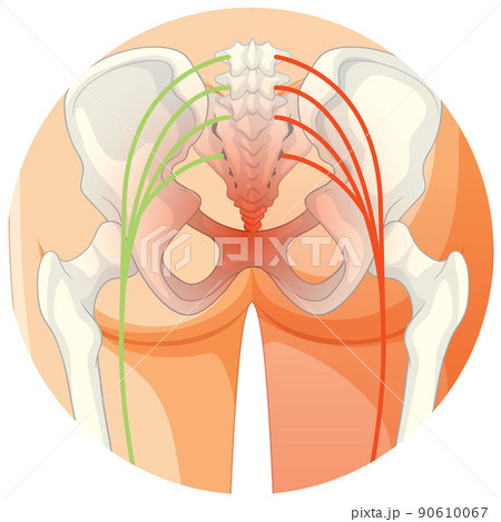 Lower back suffering from ankylosing spondylitis 90610067