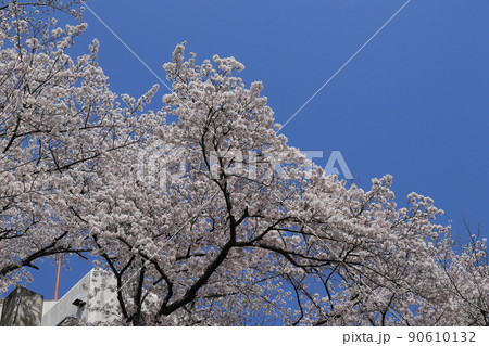 桜・五月山 桜・五月山 90610132