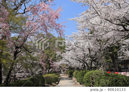 桜 五月山公園の写真素材