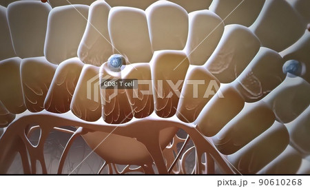 Microbiology illustration cells that protect the immune system Microbiology illustration cells that protect the immune system 90610268