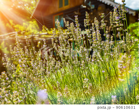wooden cottage house traditional natural in the forest with garden wooden cottage house traditional natural in the forest with garden 90610631