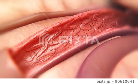 Circulatory System and the Way of Blood from the Heart 90610641