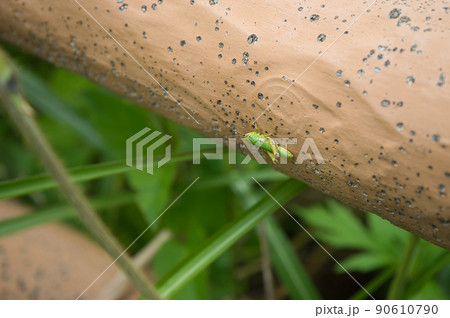 バッタの若齢幼虫　富山県黒部市 90610790