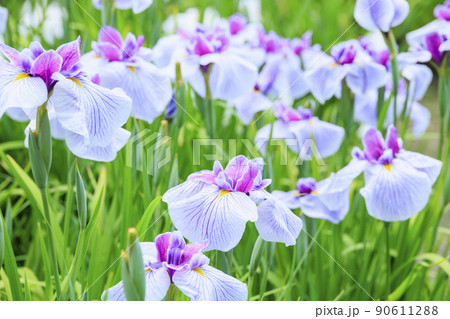馬見丘陵公園　春 満開の花菖蒲園 90611288